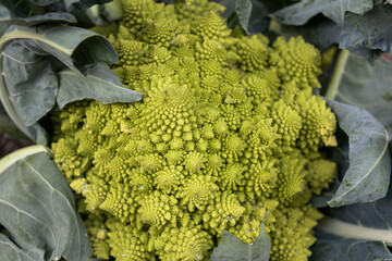 Close-up of Romanesco broccoli (Brassica oleracea) edible flower bud.  It is chartreuse in color, and has a form naturally approximating a fractal.