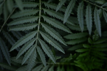 background carved green parotid leaves marigolds close-up background, leaves tagetes green background leaves Chernobrivtsy, 
marigolds, the texture of the leaves of a herbaceous garden plant 