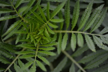 background carved green parotid leaves marigolds close-up background, leaves tagetes green background leaves Chernobrivtsy, 
marigolds, the texture of the leaves of a herbaceous garden plant 