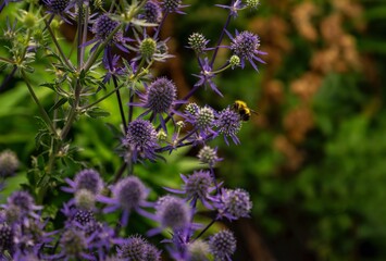 Bee On Purple Summer Flowers