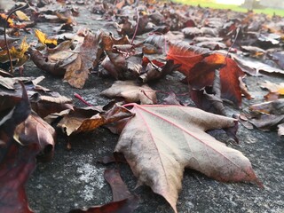 dry and red autumn leaves on the ground macro up close 