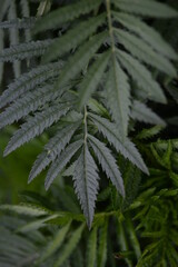 background carved green parotid leaves marigolds close-up background, leaves tagetes green background leaves Chernobrivtsy, 
marigolds, the texture of the leaves of a herbaceous garden plant 