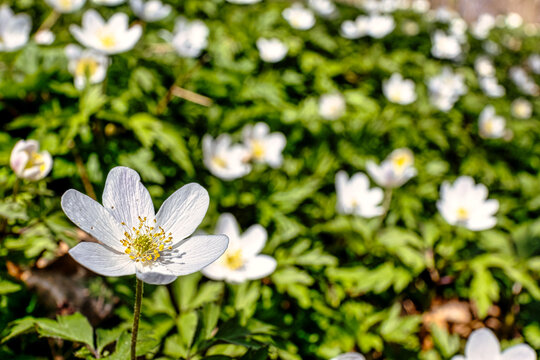 Anemoneae Images – Browse 412 Stock Photos, Vectors, and Video | Adobe Stock