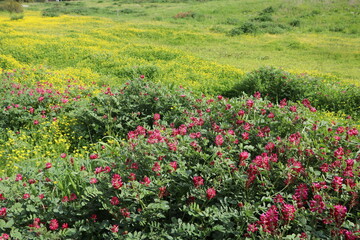 Obraz premium Buttercups and Hedysarum coronarium 