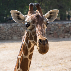 Portrait of a giraffe with big sad eyes and long neck