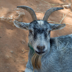 Portrait of a gray goat with horns and beard