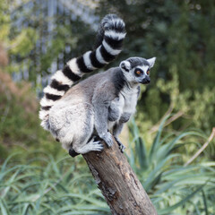 Ring-tailed lemur sitting on a branch with its thick tail raised