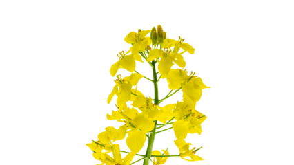Canola isolated. Rapeseed plant, colza rapeseed for green energy