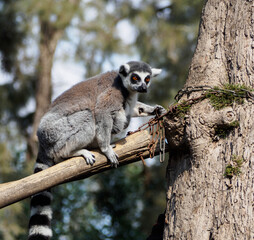 Ring-tailed lemur sitting on a branch