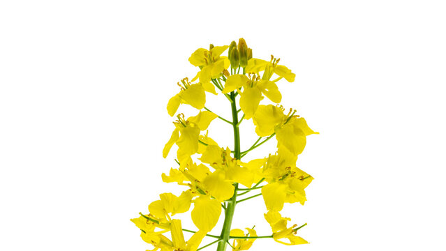 Canola isolated. Rapeseed plant, colza rapeseed for green energy