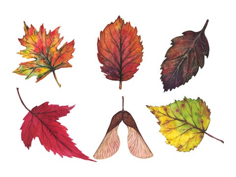 Set of colorful autumn leaves. Watercolor illustration.