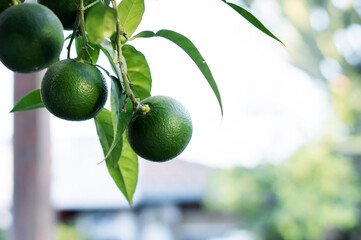 Green tangerines on a branch with leaves after rain. Tangerine season. Fresh ripe tangerines and leaves image, soft focus