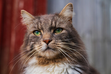 A cat basking in the sun.