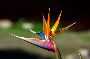 Obraz premium Bird of Paradise (Strelitzia reginae) flower