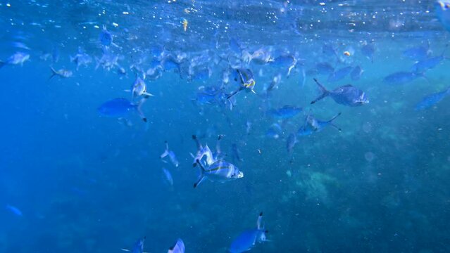 School of blue fishes in Red Sea Egypt