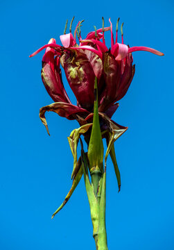 Gymea Lily (Doryanthes Excelsa) flower