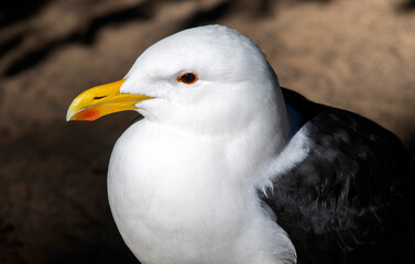 Kelp Gull (Larus dominicanus)