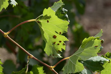 Closeup Eriophyes vitis known as blister mite with blurred background in vineyard