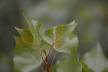 poplar leaf texture close-up, background of green branches, part of a tree, deciduous trees from the willow family, air purification, photosynthesis, green branches background, green color gradient
