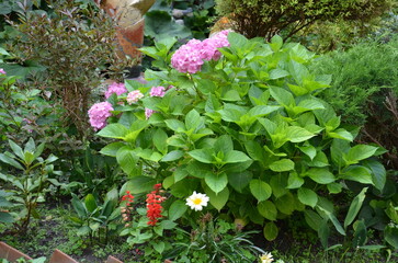 Beautiful composition of real flowers.