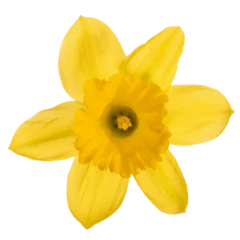 Foto auf Acrylglas Antireflex Studio shot of a daffodil flower head isolated on a transparent background in close-up. © WDnet Studio