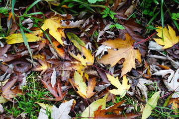autumn leaves on the ground