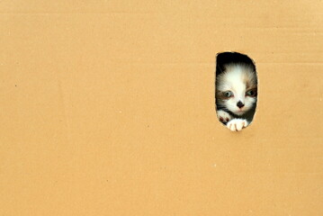 Little kitten in cardboard box. Sad cat peeking out of box
