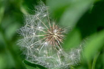 Dandelion with seeds top view