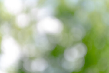 Fototapeta premium Green background with bokeh. Abstraction