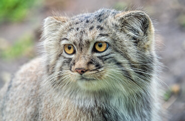 Plakat Pallas's cat (Otocolobus manul), also known as manul.