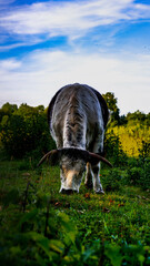 Cow gazing on the meadow