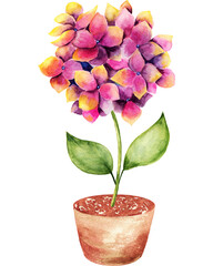 Watercolor garden flowers.
