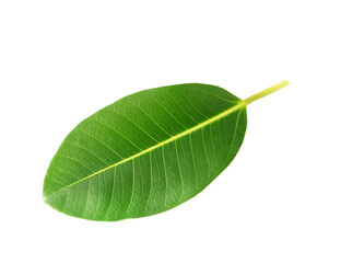 Obraz premium Single sheet isolated on white background