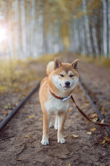 Naklejka na ściany i meble Red 5 month old shiba inu puppy is standing on the narrow-gauge peat railway at Balozi, Latvia on autumn day