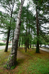 Summer forest with pine trees and trunks