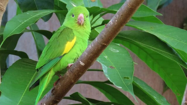 Yellow-chevroned Parakeet. Brotogeris chiriri. Natural habitat. Brazil