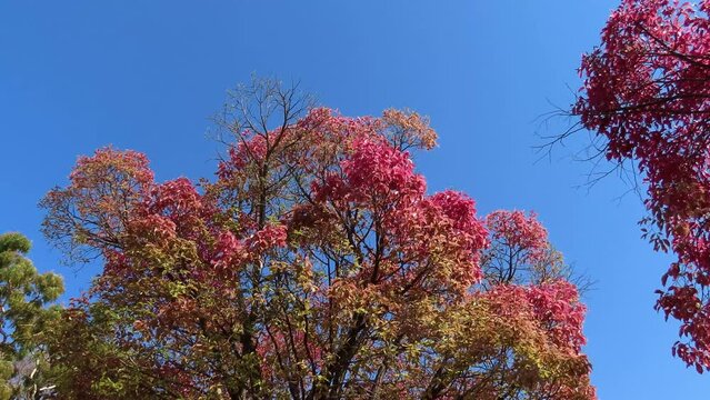 Exotic pink tree on blue sky  (Lecythis pisonis). South America flora.