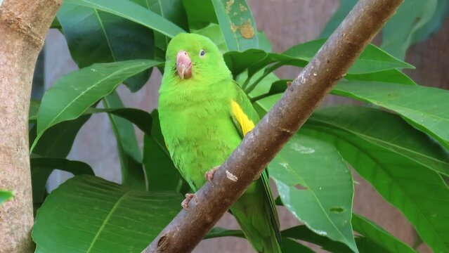 Yellow-chevroned Parakeet. Brotogeris chiriri. Natural habitat. Brazil