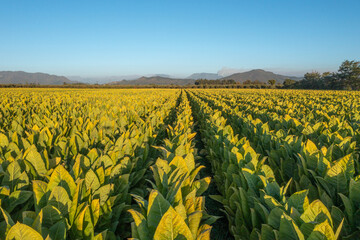 Aerial view of field growing tobacco in Chile. Top view from drone
