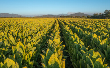 Aerial view of field growing tobacco in Chile. Top view from drone