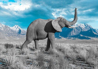 Fototapeta premium african elephant is walking around in plains and mountains