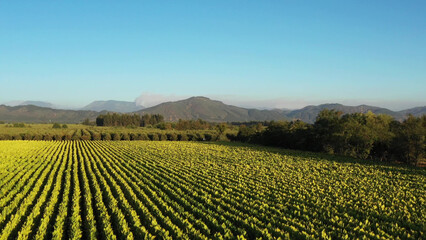 Aerial drone video view of Tobbaco plantation in Chile