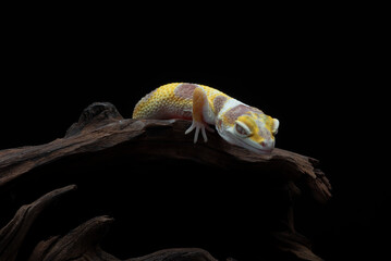adult, animal, background, claw, close, closeup, color, creature, cute, detail, dragon, exotic,...