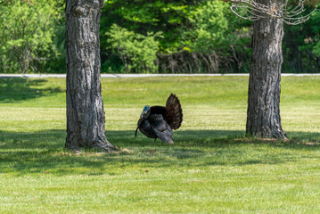 Turkey Gobbler Strutting His Stuff