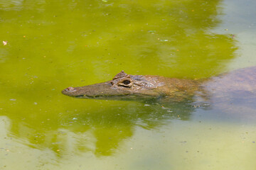 Brazilian alligator in the green lake just with its head out