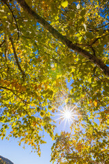 Obraz premium Birch tree in Spectacular autumn, Mont Tremblant, Quebec, Canada
