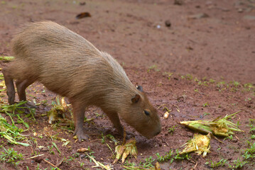 Capybara (Hydrochoerus hydrochaeris) is in their cage