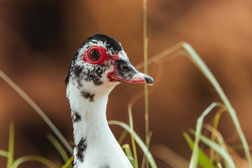 Beautiful portrait of a wild muscovy duck from puerto rico near a river