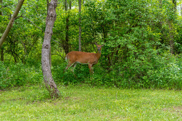 A White-tailed Doe Deer In The Woods