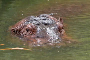 Fototapeta premium Big hippotamus head out of the water